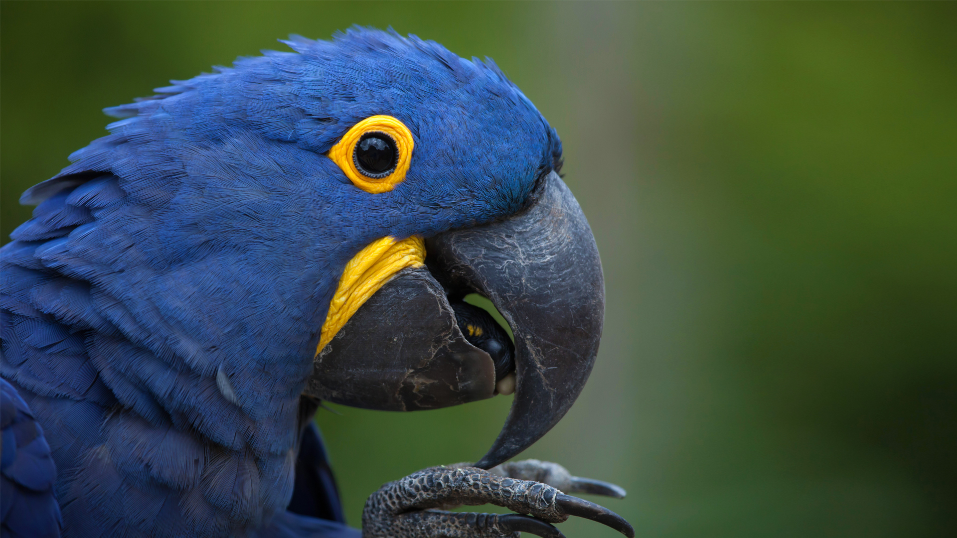 A Day of Wild Macaws