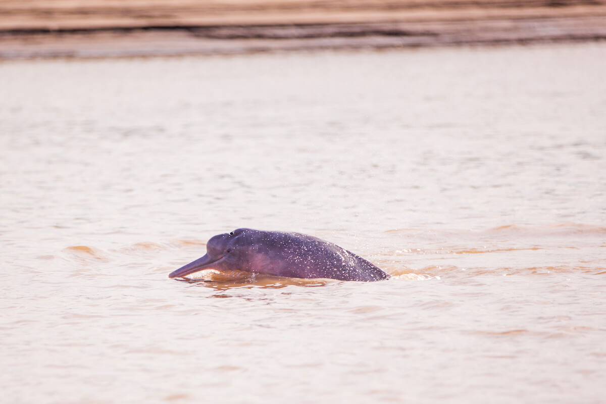 Pink River Dolphin Facts Delfin Amazon Cruises Delfin Amazon Cruises