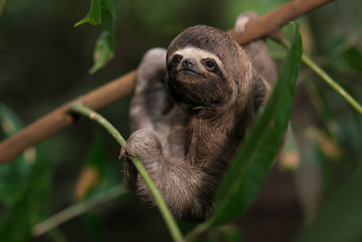 amazon rainforest sloth