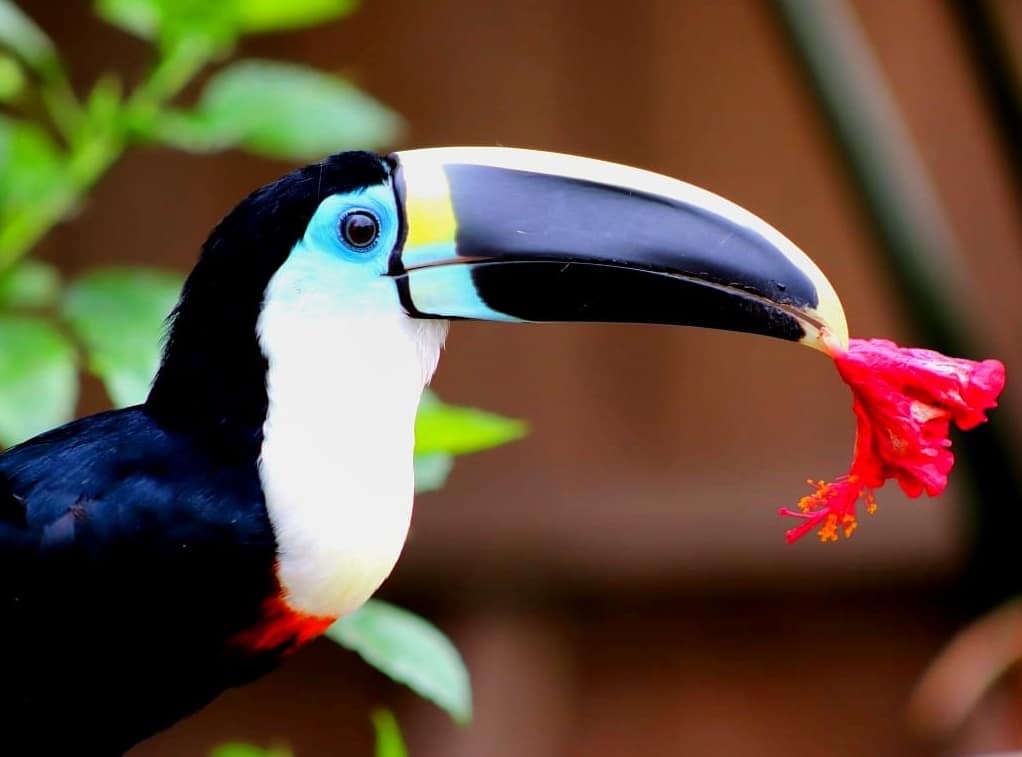 amazon rainforest toucan