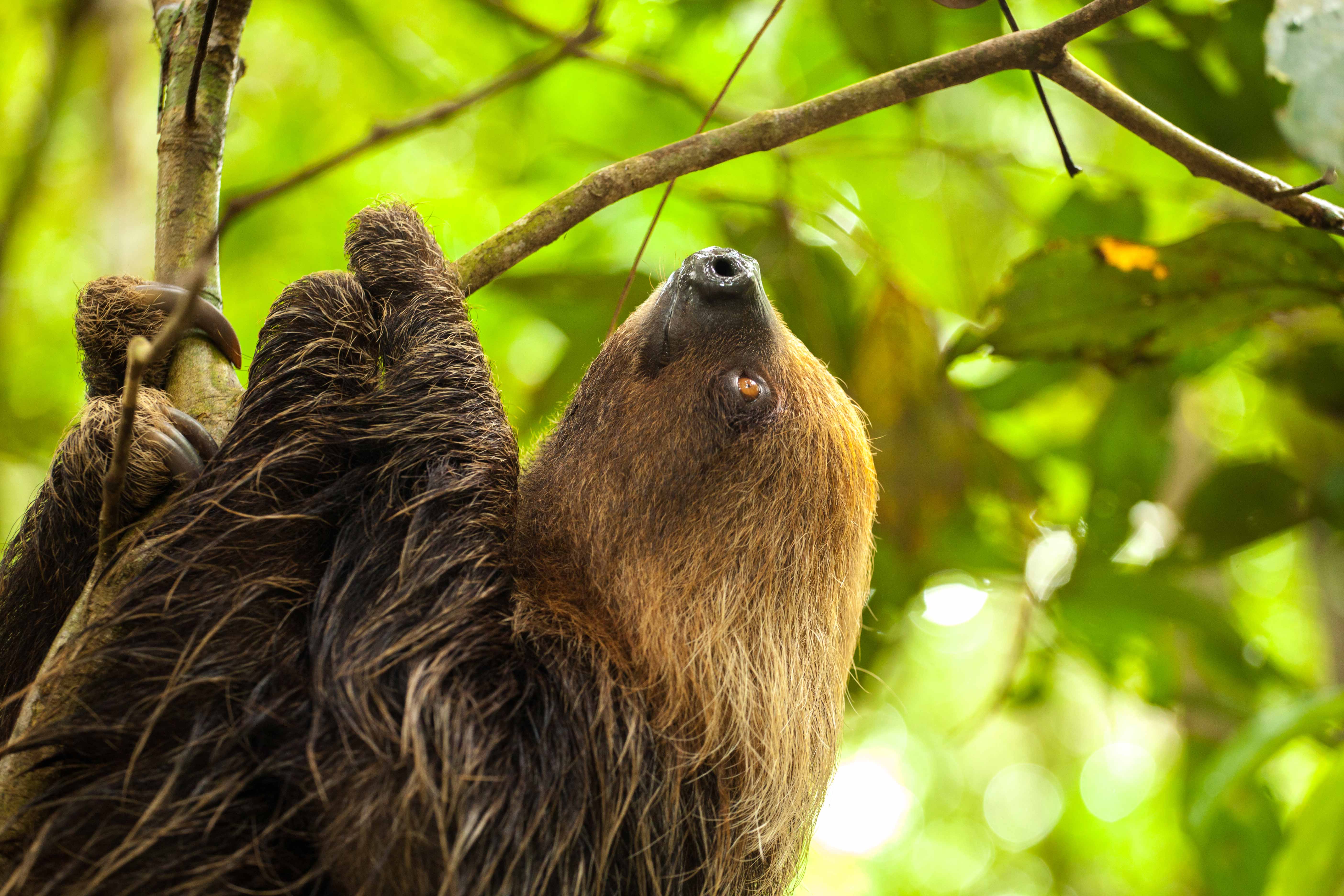 Unveiling the Wonders of the Amazon with Delfin Amazon Cruises