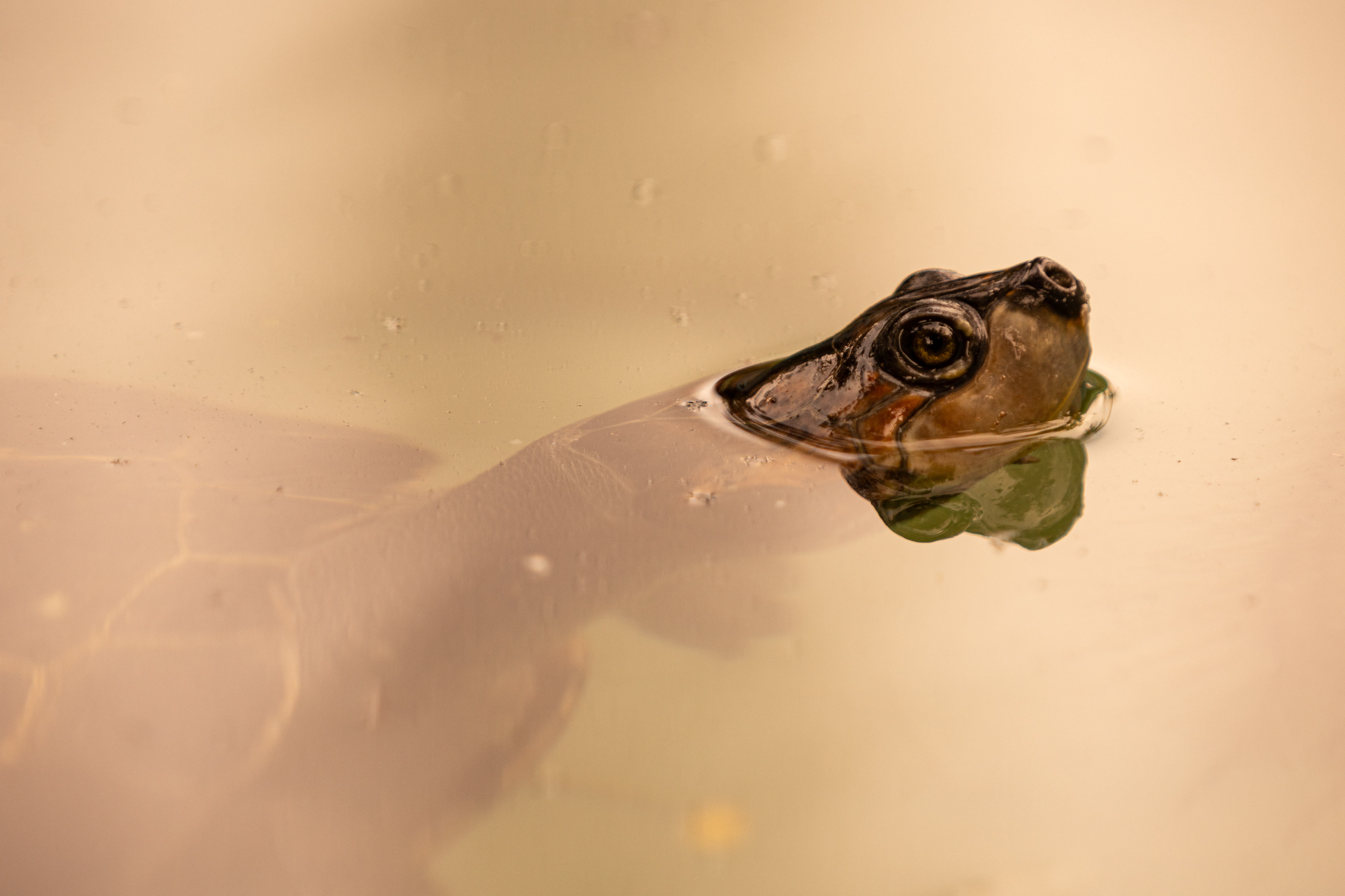 Releasing Over 2,000 Taricaya Turtles into the Wild